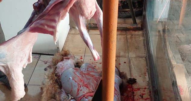 محضر ضبط بحق صاحب ملحمة في الصرفند لعدم التزامه أدنى معايير السلامة الغذائية