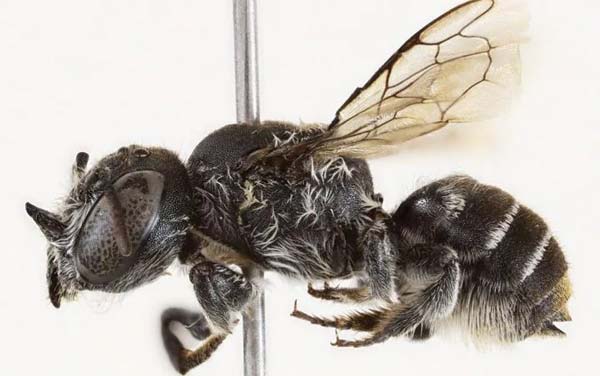 اكتشاف نوع من النحل بـ "قرون صغيرة"