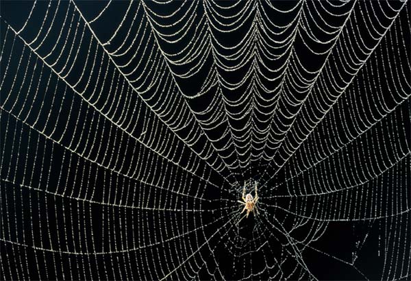  اكتشاف "مدينة العناكب العملاقة".. العلماء يوثقون أكبر شبكة في العالم  