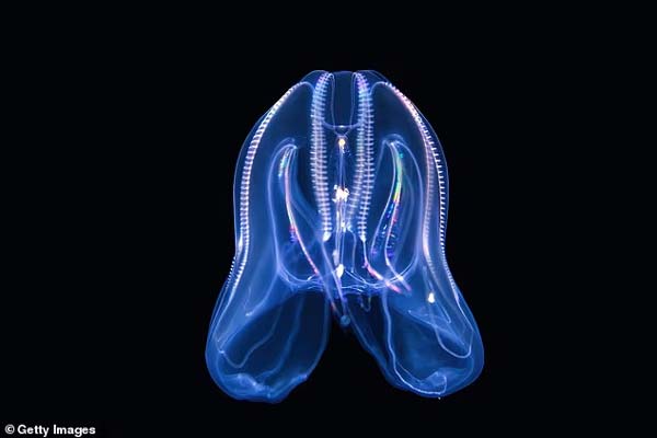 كائنات بحرية غريبة يهدد النظام البيئي في بحيرة البندقية