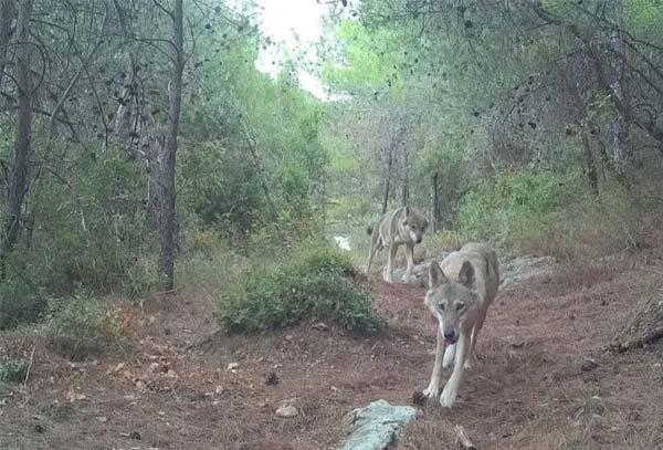 ظهور ذئبين رماديين للمرة الأولى منذ عشرات السنين في نطاق عندقت العكارية
