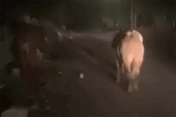 قطيع أبقار يعبر من "إسرائيل" إلى لبنان... ومساعٍ لاسترجاعه