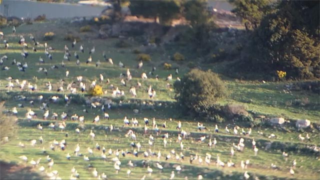 طائر اللقلق يحطّ رحاله في مشمش - عكار خلال هجرته نحو أوروبا