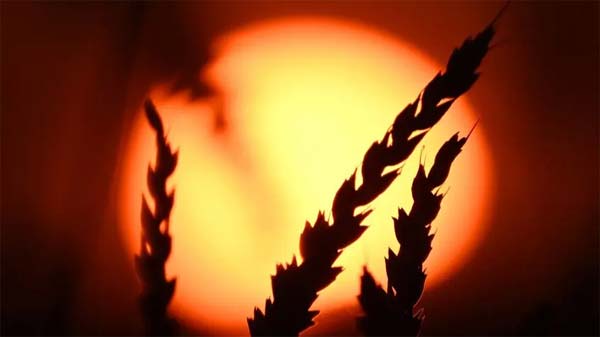 صعود سعر القمح متأثرا بتدهور المحاصيل الأميركية وشلل إمدادات الأسمدة من الخليج